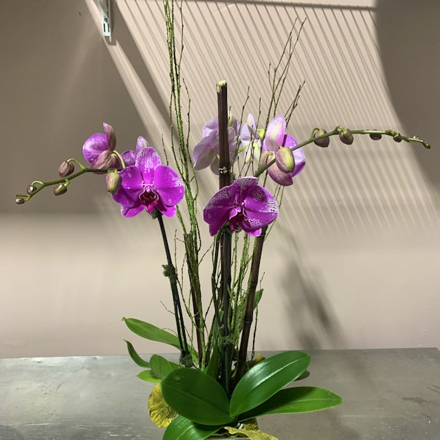 Purple Orchids with Height! Velene's Floral